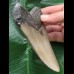 11,7 cm grauer gebogener Zahn des Megalodon 11,7 cm grauer gebogener Zahn des Megalodon