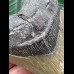 11,7 cm grauer gebogener Zahn des Megalodon 11,7 cm grauer gebogener Zahn des Megalodon