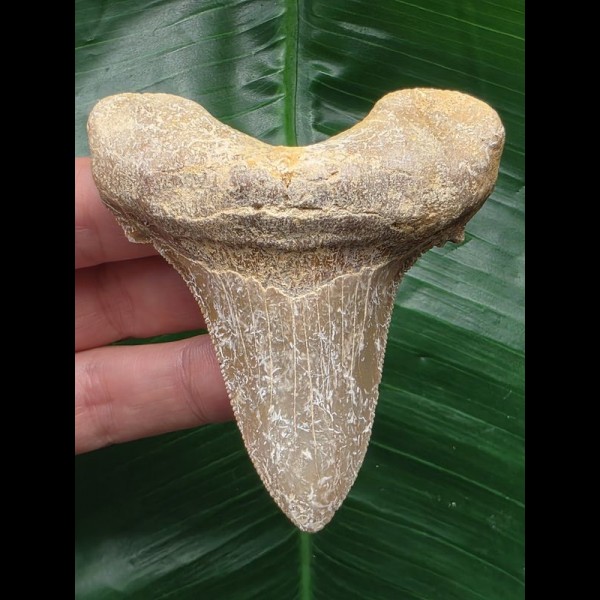 7.9 cm sharp tooth of Otodus sokolovi 7.9 cm sharp tooth of Otodus sokolovi