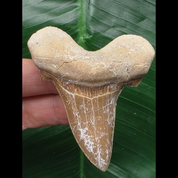 6.6 cm large tooth of Otodus sokolovi 6.6 cm large tooth of Otodus sokolovi