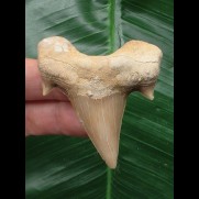 5,8 cm großer massiver Zahn des Otodus obliquus