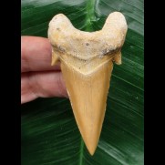 6.8 cm dagger-shaped tooth of Otodus obliquus