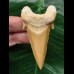 6.8 cm dagger-shaped tooth of Otodus obliquus 6.8 cm dagger-shaped tooth of Otodus obliquus