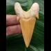 6.8 cm dagger-shaped tooth of Otodus obliquus 6.8 cm dagger-shaped tooth of Otodus obliquus