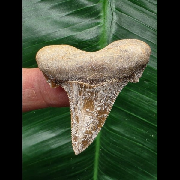 4.7 cm dark tooth from Otodus sokolovi 4.7 cm dark tooth from Otodus sokolovi