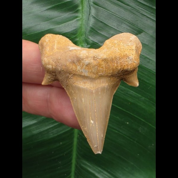 5.3 cm tooth from Otodus obliquus with massive root 5.3 cm tooth from Otodus obliquus with massive root