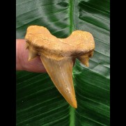 4.2 cm well-preserved tooth from Serratolamna aschersoni