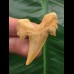 4.2 cm well-preserved tooth from Serratolamna aschersoni 4.2 cm well-preserved tooth from Serratolamna aschersoni