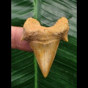 4.4 cm massive tooth from Otodus obliquus