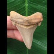 5.0 cm light-colored sharp tooth of Carcharocles Angustidens