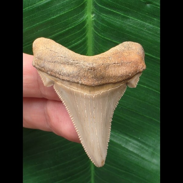 5.0 cm light-colored sharp tooth of Carcharocles Angustidens