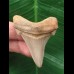 5.0 cm light-colored sharp tooth of Carcharocles Angustidens