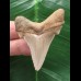 5.0 cm light-colored sharp tooth of Carcharocles Angustidens