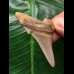 5.0 cm light-colored sharp tooth of Carcharocles Angustidens