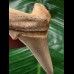 5.0 cm light-colored sharp tooth of Carcharocles Angustidens