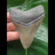 8.2 cm grey tooth of Carcharocles megalodon
