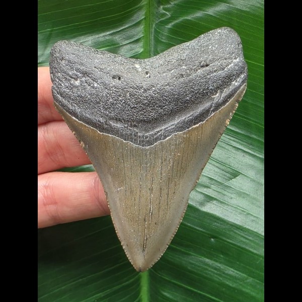 8.2 cm grey tooth of Carcharocles megalodon 8.2 cm grey tooth of Carcharocles megalodon