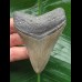 8.2 cm grey tooth of Carcharocles megalodon 8.2 cm grey tooth of Carcharocles megalodon