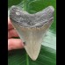 8.2 cm grey tooth of Carcharocles megalodon 8.2 cm grey tooth of Carcharocles megalodon