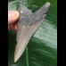 8.2 cm grey tooth of Carcharocles megalodon 8.2 cm grey tooth of Carcharocles megalodon