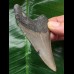8.2 cm grey tooth of Carcharocles megalodon 8.2 cm grey tooth of Carcharocles megalodon