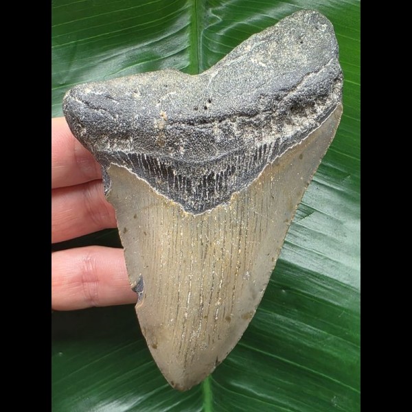 11.4 cm blue-grey tooth of megalodon 11.4 cm blue-grey tooth of megalodon
