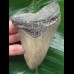 11.4 cm blue-grey tooth of megalodon 11.4 cm blue-grey tooth of megalodon