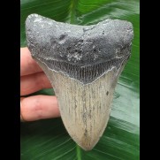 10.6 cm grey tooth of megalodon with massive root