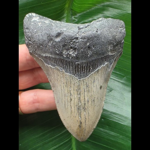 10.6 cm grey tooth of megalodon with massive root 10.6 cm grey tooth of megalodon with massive root