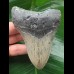 10.6 cm grey tooth of megalodon with massive root 10.6 cm grey tooth of megalodon with massive root
