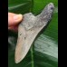10.6 cm grey tooth of megalodon with massive root 10.6 cm grey tooth of megalodon with massive root