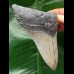 10.6 cm grey tooth of megalodon with massive root 10.6 cm grey tooth of megalodon with massive root