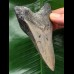 10.6 cm grey tooth of megalodon with massive root 10.6 cm grey tooth of megalodon with massive root