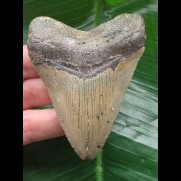 8.1 cm tooth of megalodon with sharp serrations