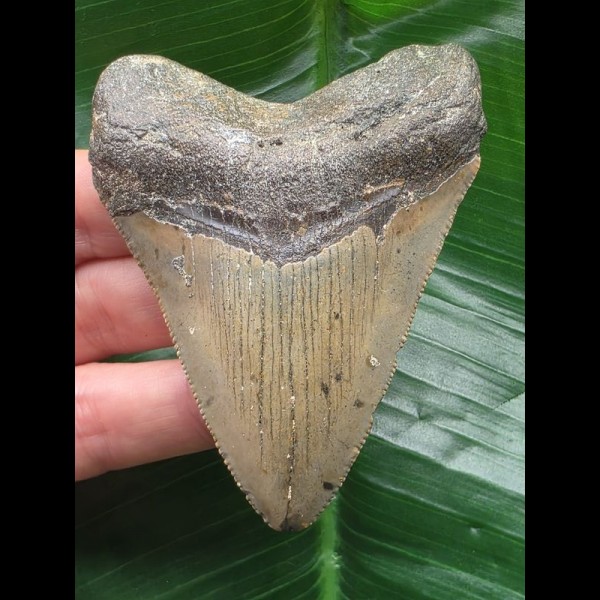 8.1 cm tooth of megalodon with sharp serrations 8.1 cm tooth of megalodon with sharp serrations