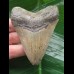 8.1 cm tooth of megalodon with sharp serrations 8.1 cm tooth of megalodon with sharp serrations