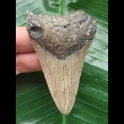 7.3 cm pointed tooth of megalodon