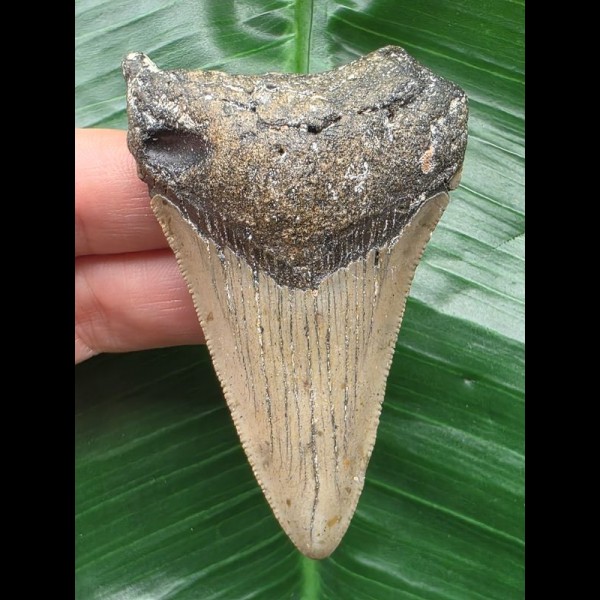 7.3 cm pointed tooth of megalodon 7.3 cm pointed tooth of megalodon