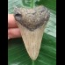 7.3 cm pointed tooth of megalodon 7.3 cm pointed tooth of megalodon