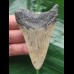 7.3 cm pointed tooth of megalodon 7.3 cm pointed tooth of megalodon