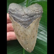 10.0 cm grey tooth of megalodon