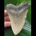 10.0 cm grey tooth of megalodon 10.0 cm grey tooth of megalodon