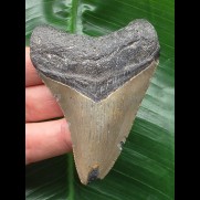 7.3 cm grey tooth from a Megalodon