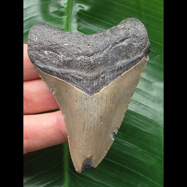 7.3 cm grey tooth from a Megalodon 7.3 cm grey tooth from a Megalodon