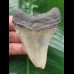 7.3 cm grey tooth from a Megalodon 7.3 cm grey tooth from a Megalodon