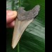 7.3 cm grey tooth from a Megalodon 7.3 cm grey tooth from a Megalodon
