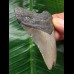 7.3 cm grey tooth from a Megalodon 7.3 cm grey tooth from a Megalodon