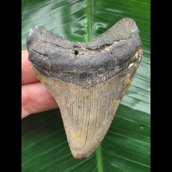 7.5 cm grey-blue tooth from a Megalodon 7.5 cm grey-blue tooth from a Megalodon