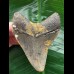7.5 cm grey-blue tooth from a Megalodon 7.5 cm grey-blue tooth from a Megalodon