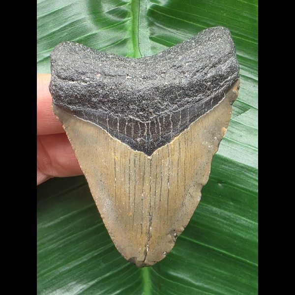 7.1 cm symmetrical tooth from a Megalodon 7.1 cm symmetrical tooth from a Megalodon